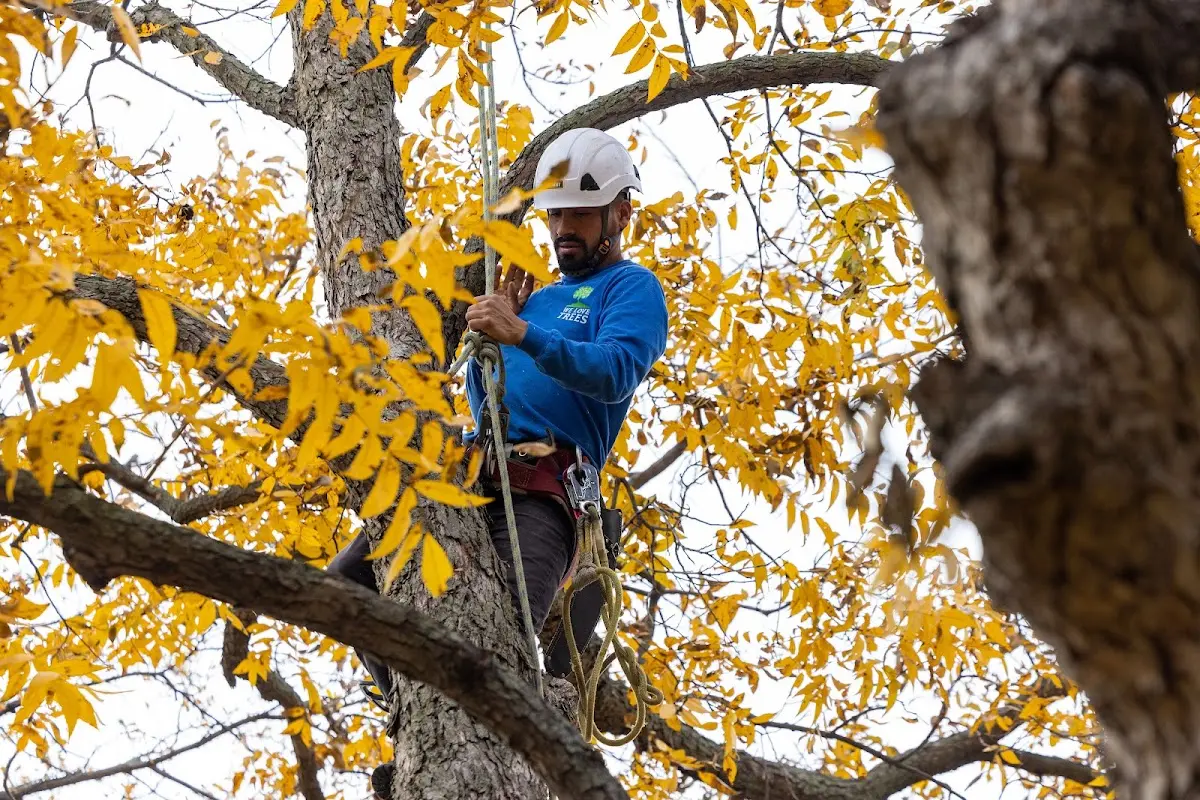 Skilled Tree Transplanting crew working in Lewisville